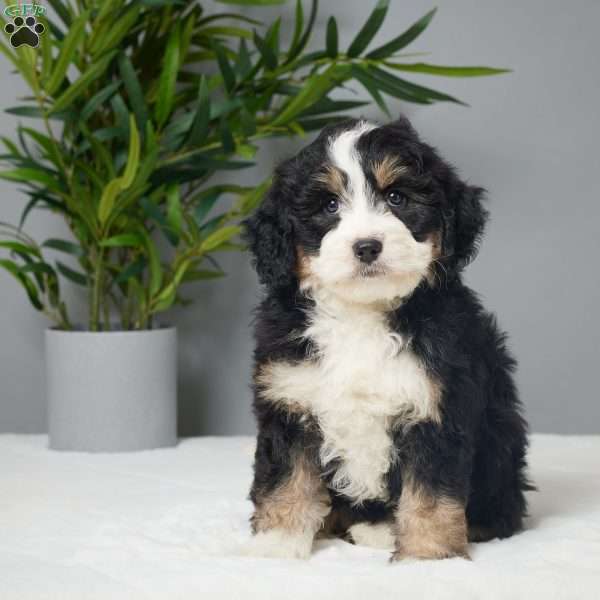 Bliss, Mini Bernedoodle Puppy
